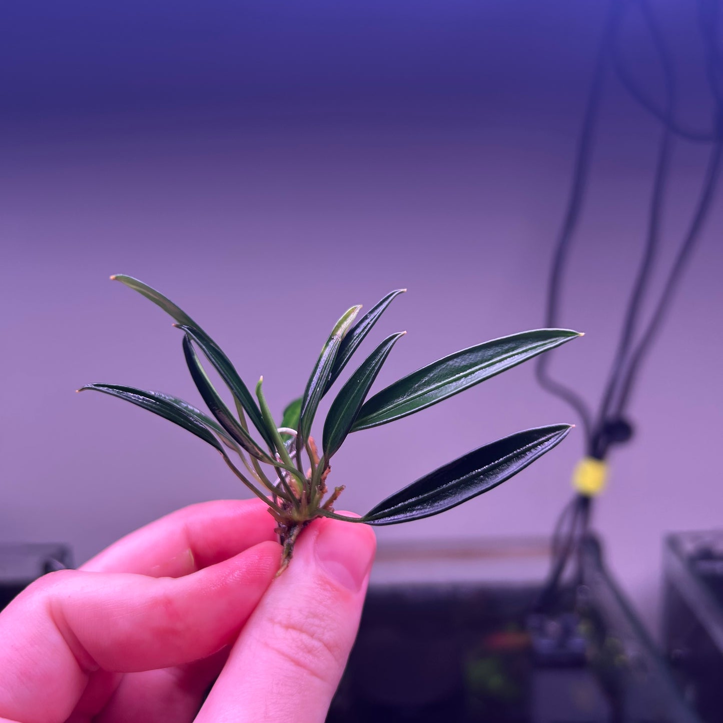 Aridarum Caulescens “Sabertooth" - RARE