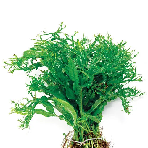 Crested Java Fern Micro Pteropus