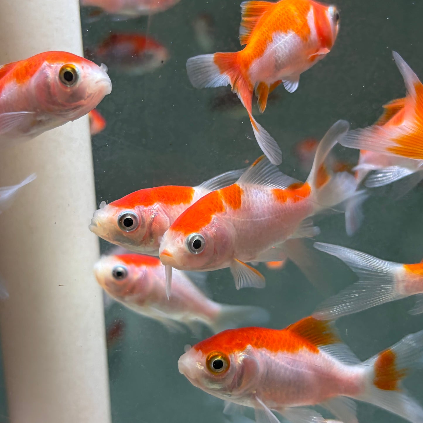 Red and White Comet Goldfish 5cm