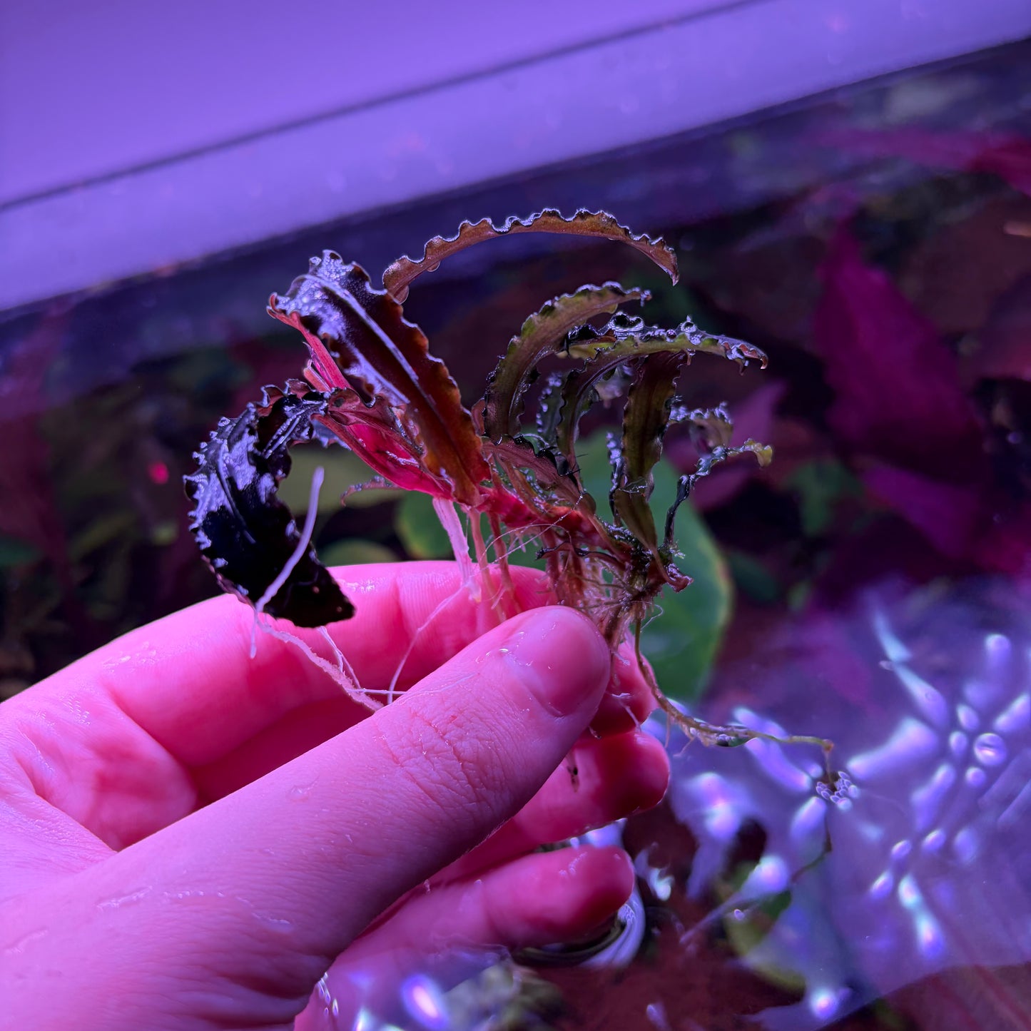Assorted Bucephalandra ★