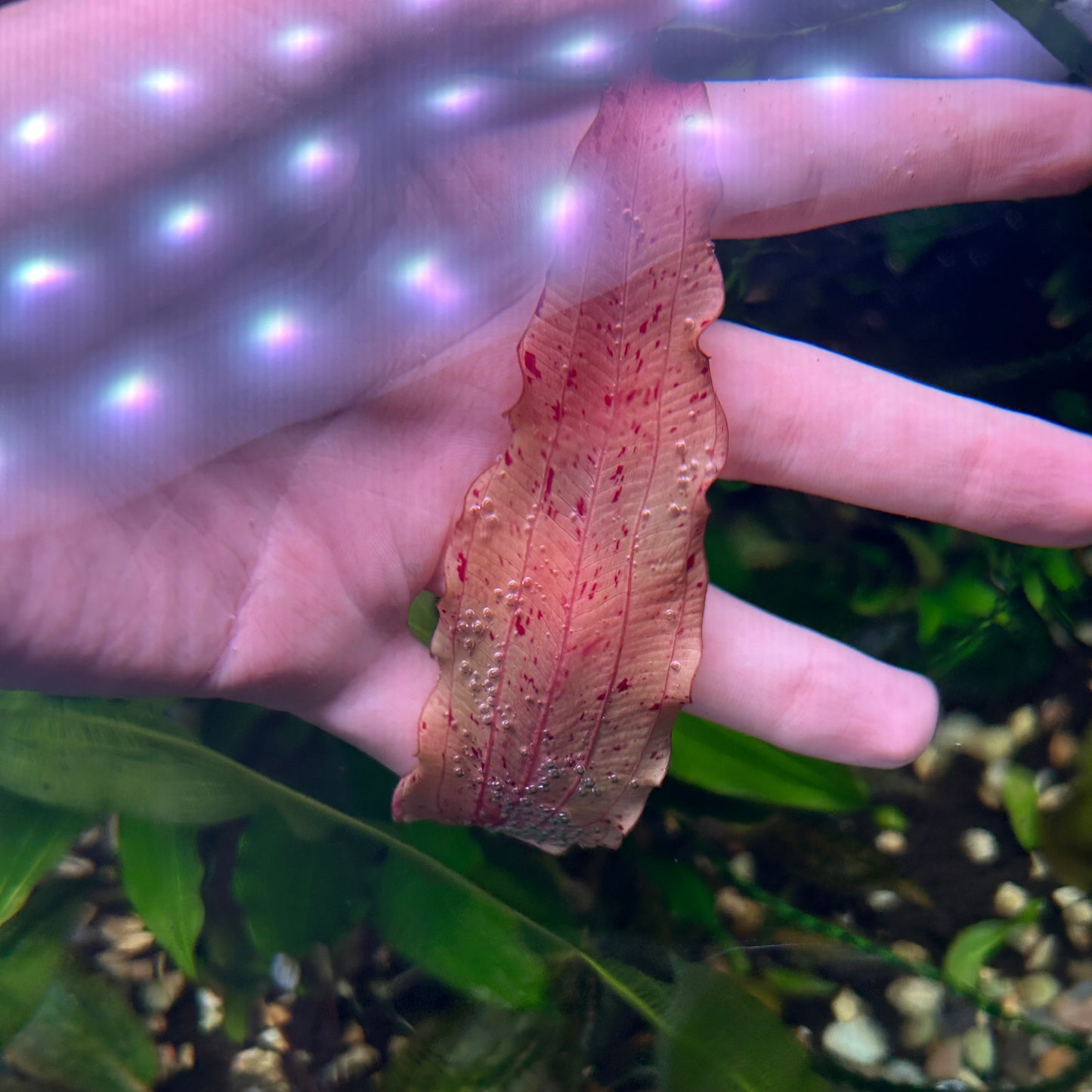 Echinodorus ‘White Flame’ Aquatic Fish Tank Plant