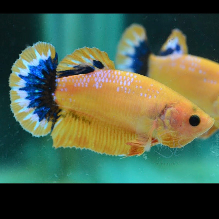 Yellow Hellboy HMPK Female Betta 4cm