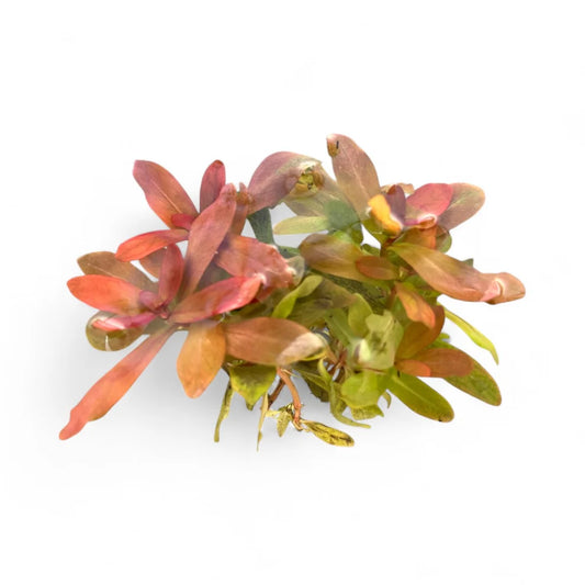 Ammania gracilis ‘Rose Leaf’