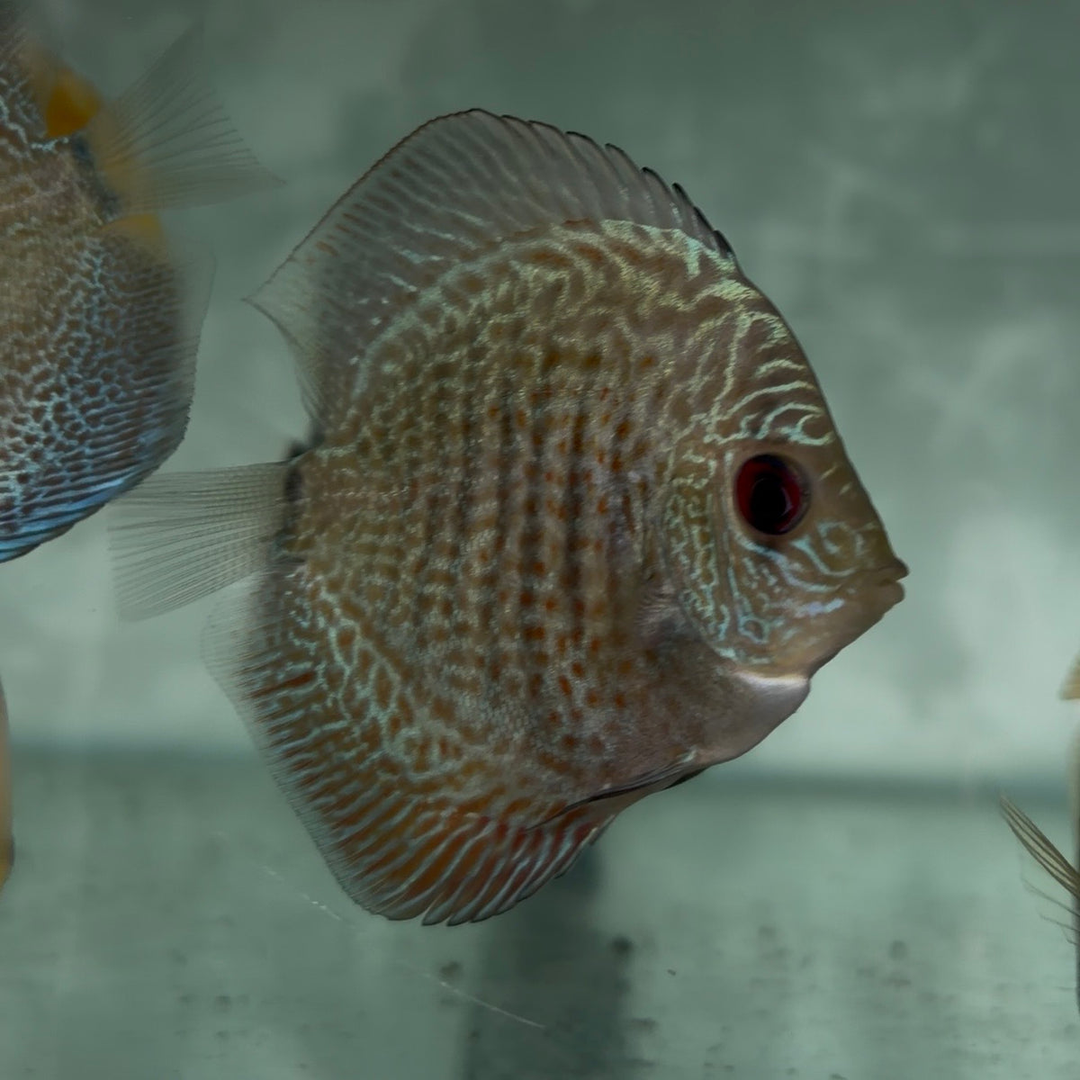 Assorted Discus 5-6cm