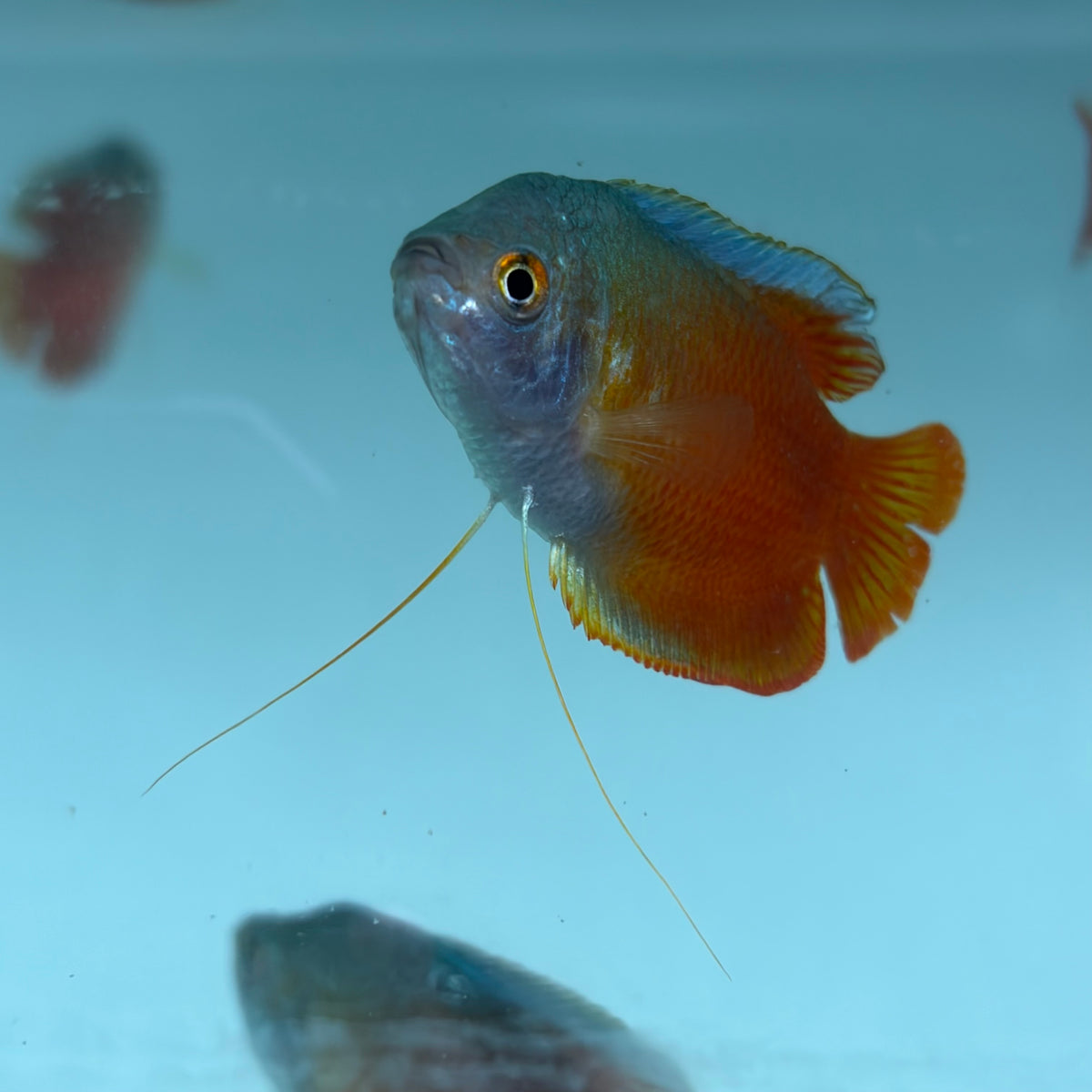 Red Flame Dwarf Gourami 5cm