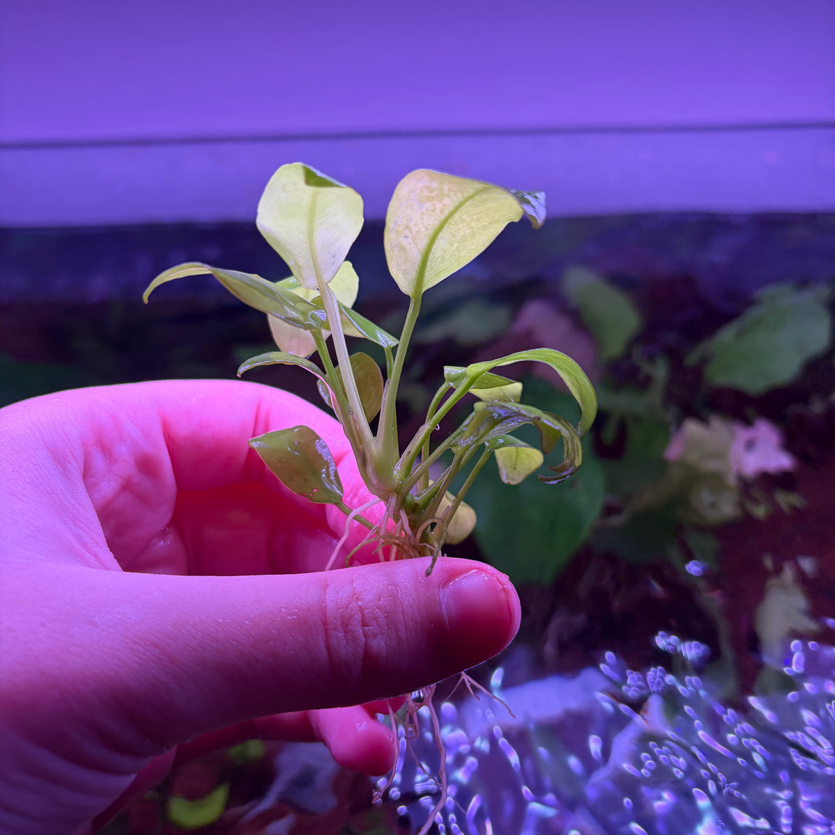 Anubias Nana Gold