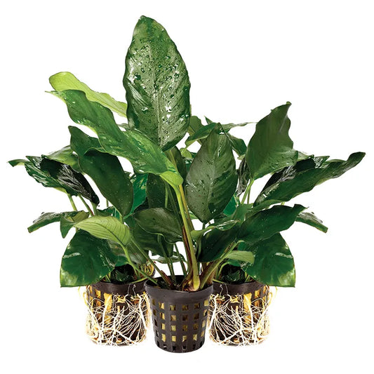 Assorted Anubias 3 Pack - 5cm Pot