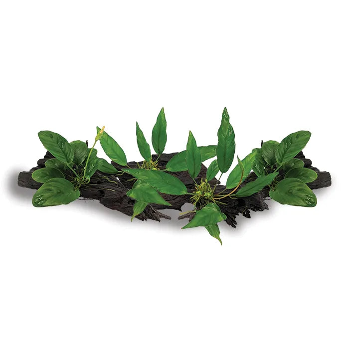 Medium Driftwood Anubias - Assorted 4 Pack