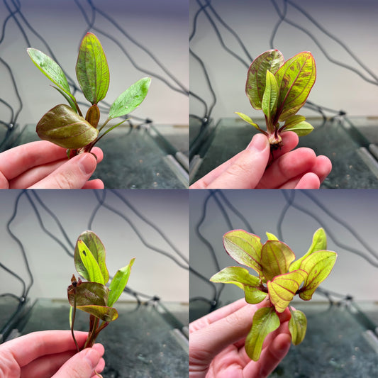 Echinodorus ‘Reni’ ★