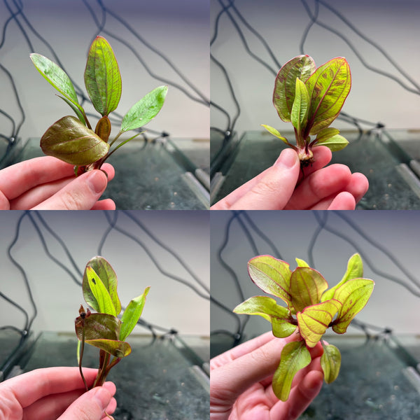 Echinodorus ‘Reni’ ★