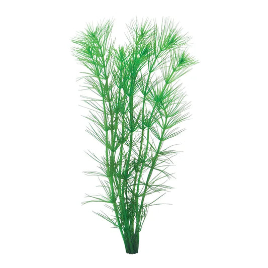 Pine Needle Hydrotriche hottoniiflora