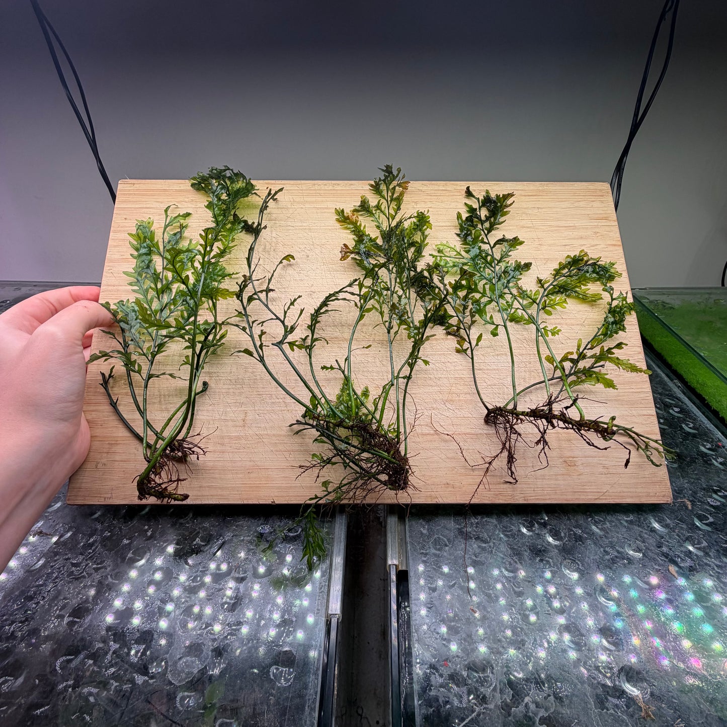 Bolbitus Fern Special 3 for $39.95