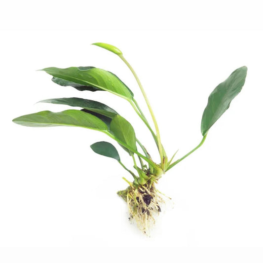 Anubias Lucy