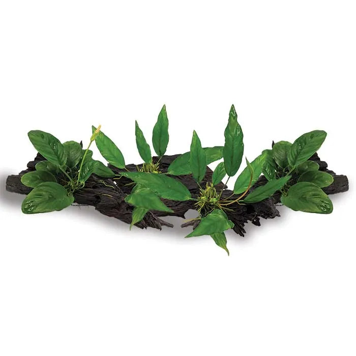 Large Driftwood Anubias - Assorted 4 Pack