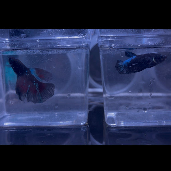 Halfmoon Avatar Betta Pair Example Only