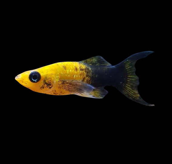 Gold Dust Lyretail Molly 4-5cm