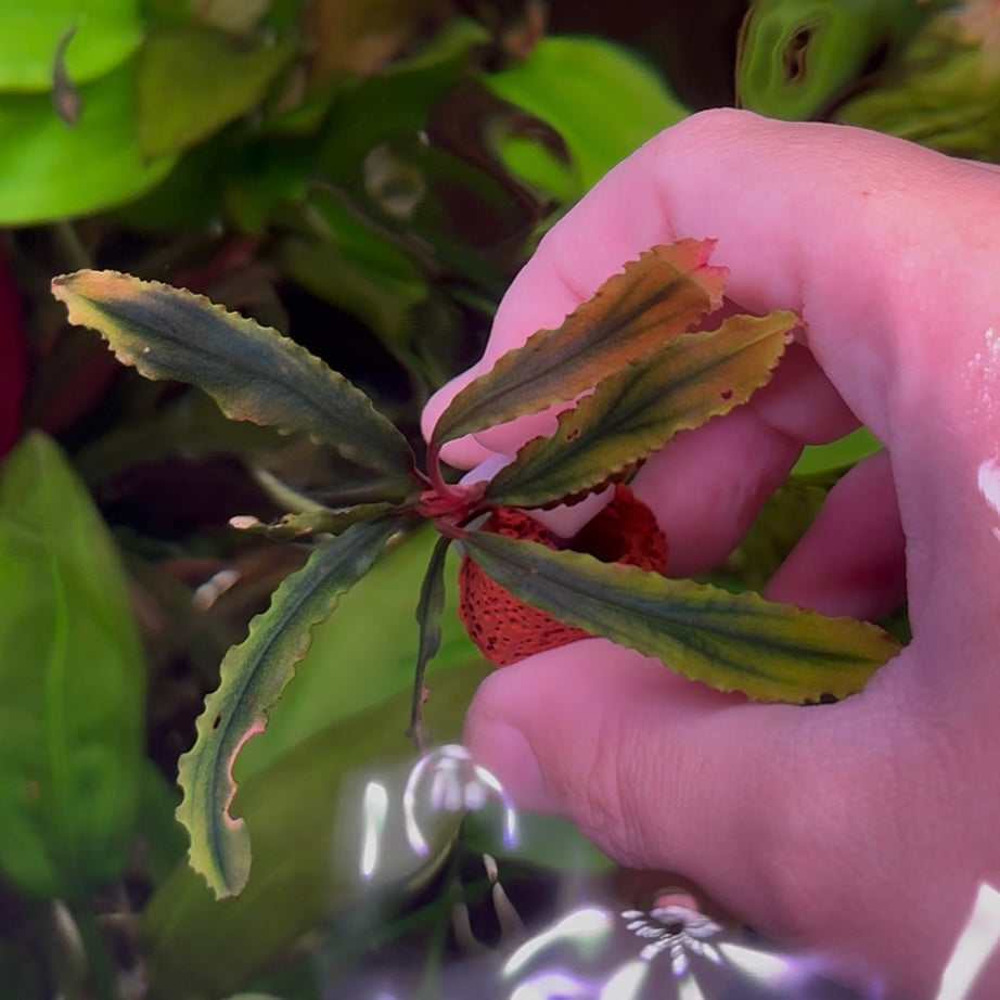 Assorted Bucephalandra ★