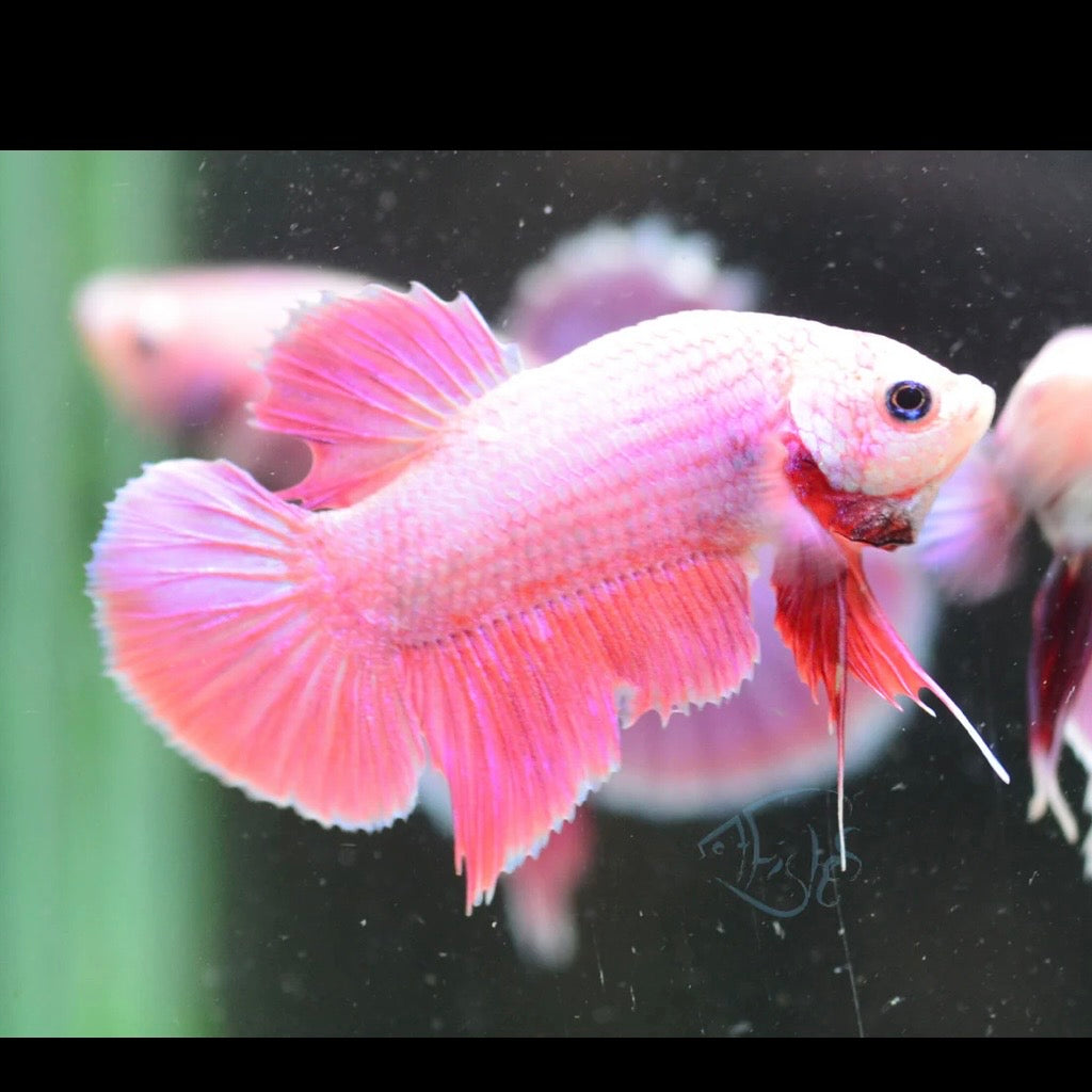Violet Halfmoon Plakat Male Betta 3-4cm