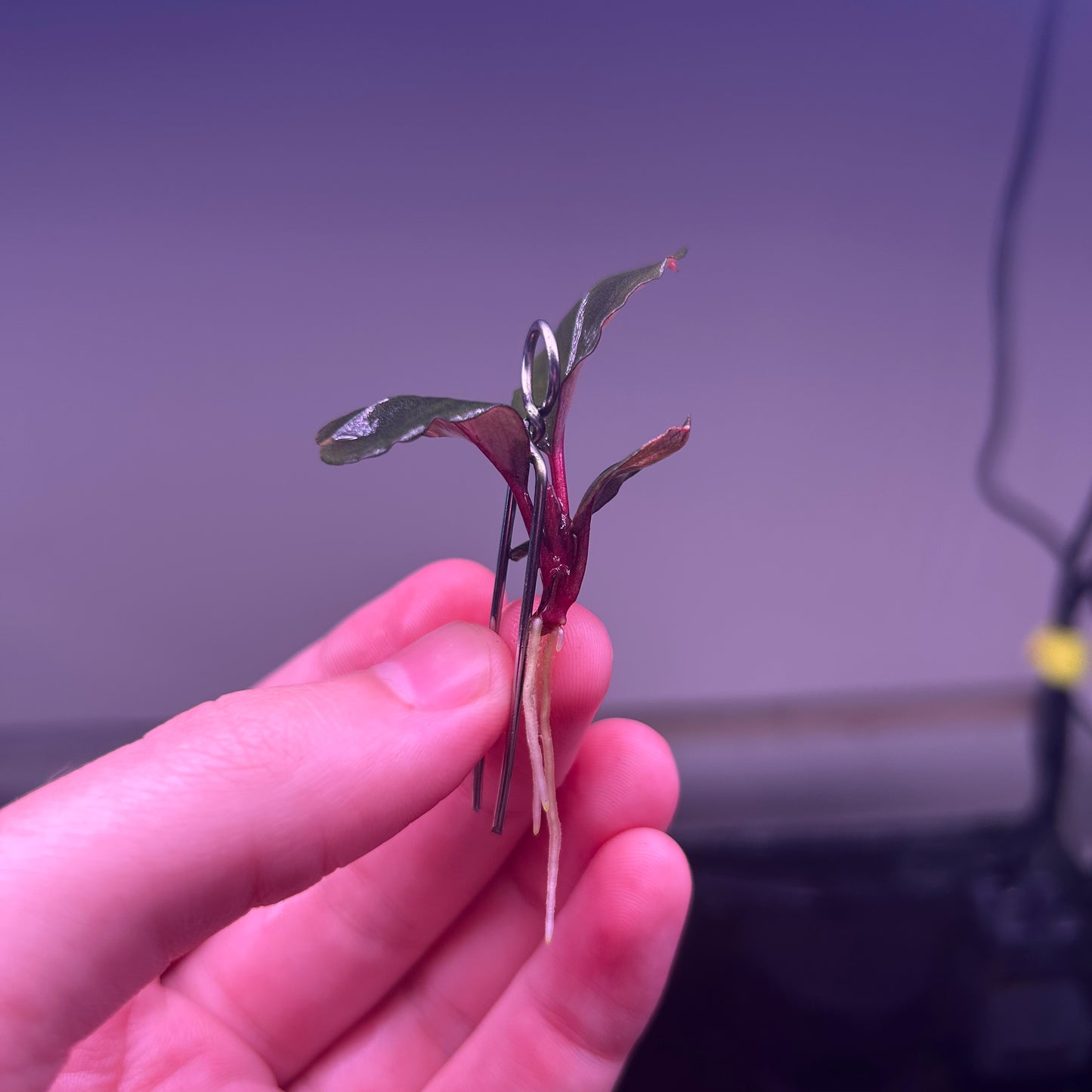 Bucephalandra Balloon - Rare ★