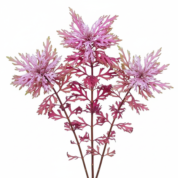 Hyptis Laciniata