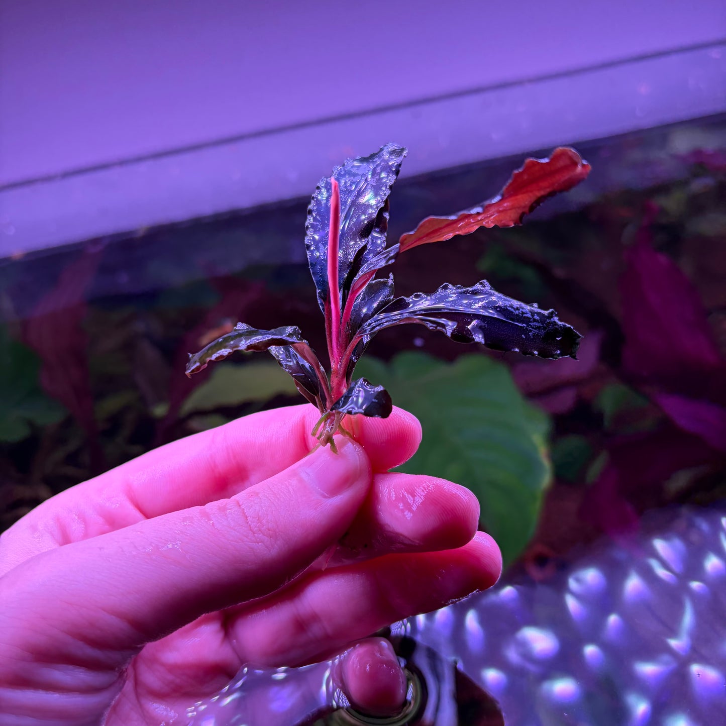 Assorted Bucephalandra ★