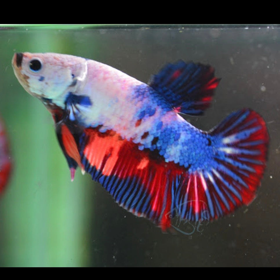 Candy HMPK Male Betta 3cm