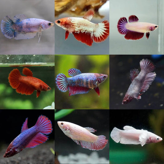 Assorted Halfmoon Female Betta 3cm