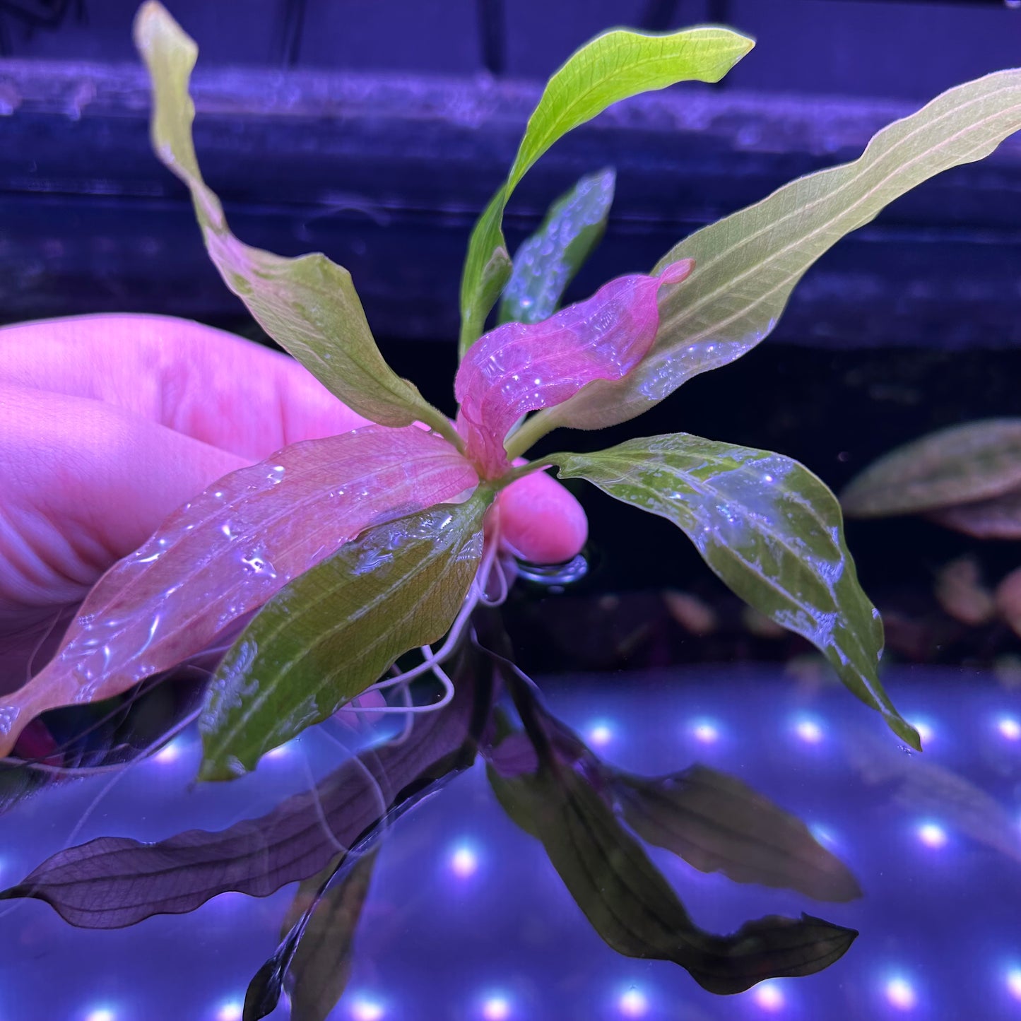 Echinodorus ‘White Flame’ Aquatic Fish Tank Plant