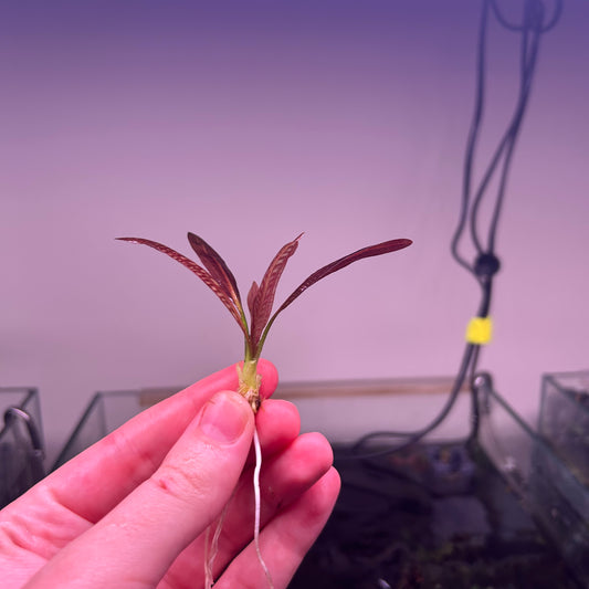Echinodorus Red Rubin - RARE
