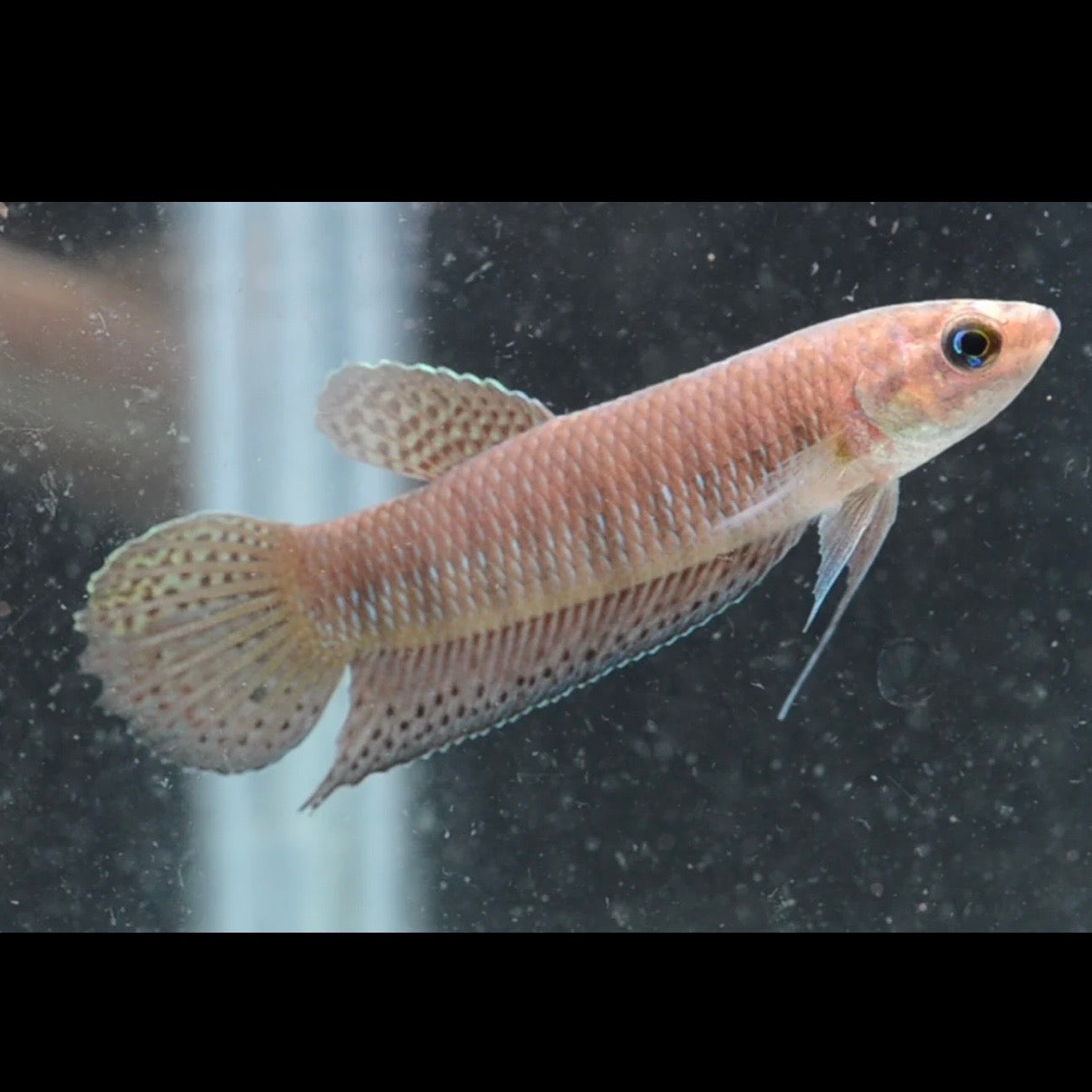 Betta Simorum Unsexed Wild 5cm