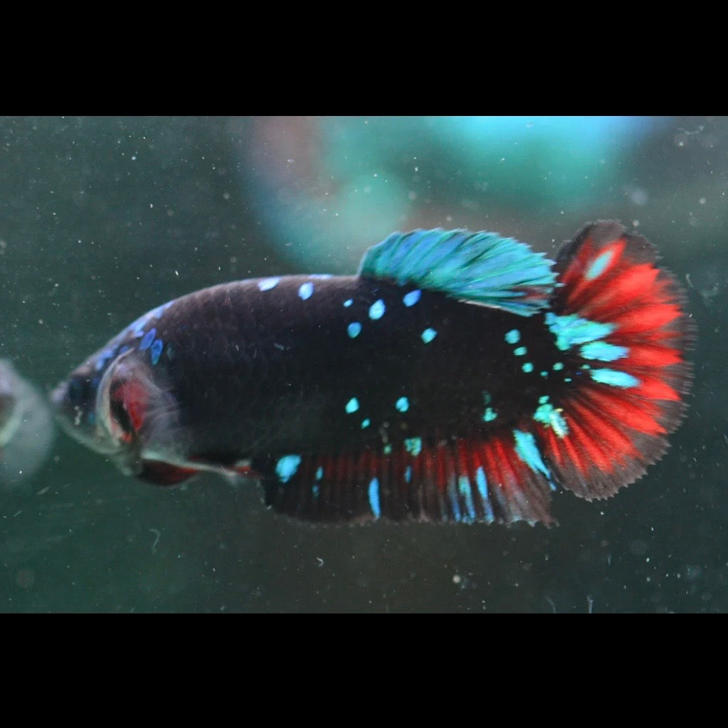 Blue Avatar Halfmoon Plakat Female Betta 4cm