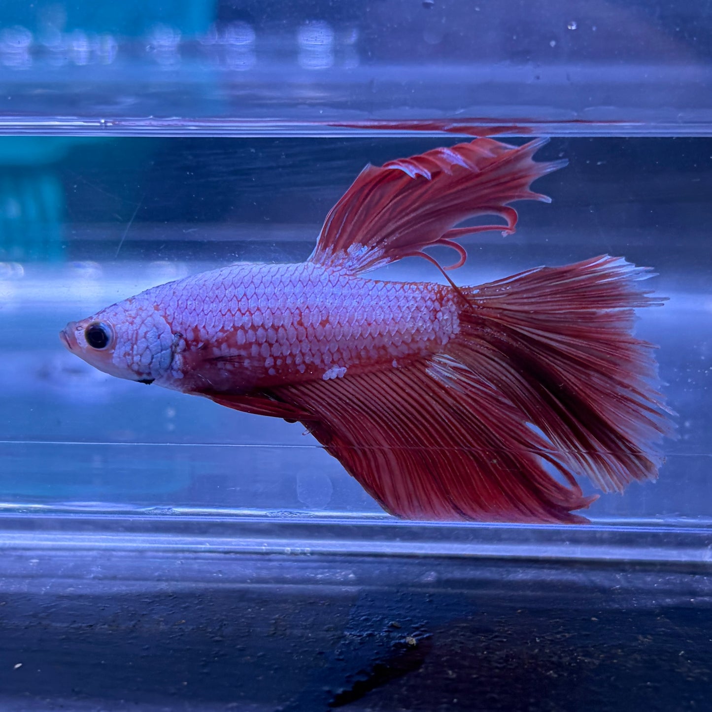 Super Delta Tail Male Betta 3.5cm (K)