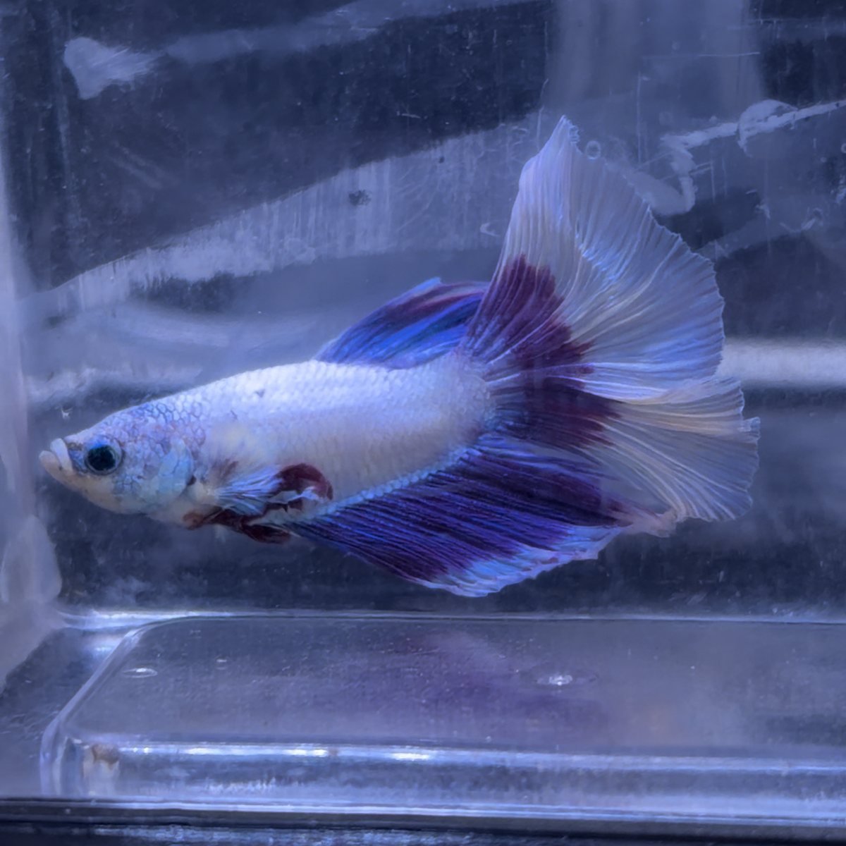 Super Delta Tail Male Betta 3.5cm (C)