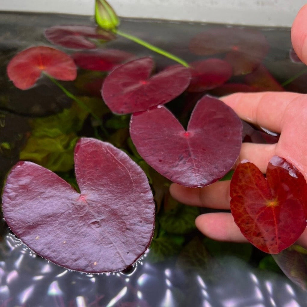 Nymphaea 'Peru-Puerto Maldonado' - RARE PREORDER ★