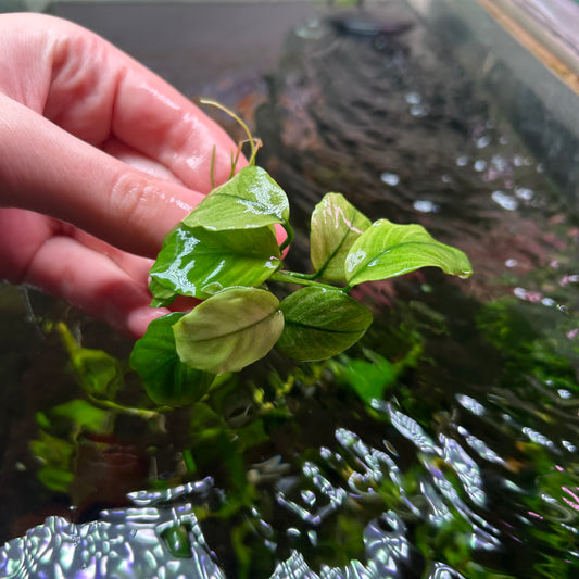 Anubias Broad Thai White Submersed grown Aquarium Fish Tank Plant RARE
