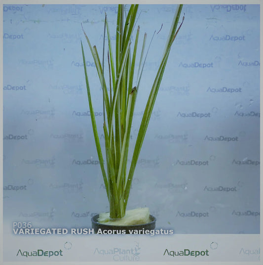 Acorus variegatus variegated rush - Terrarium Plant