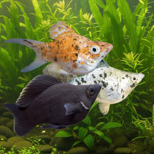Assorted Balloon Molly 3cm
