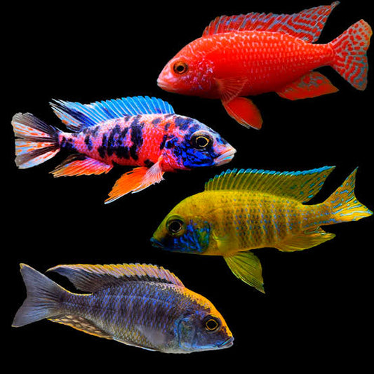 Assorted Peacock