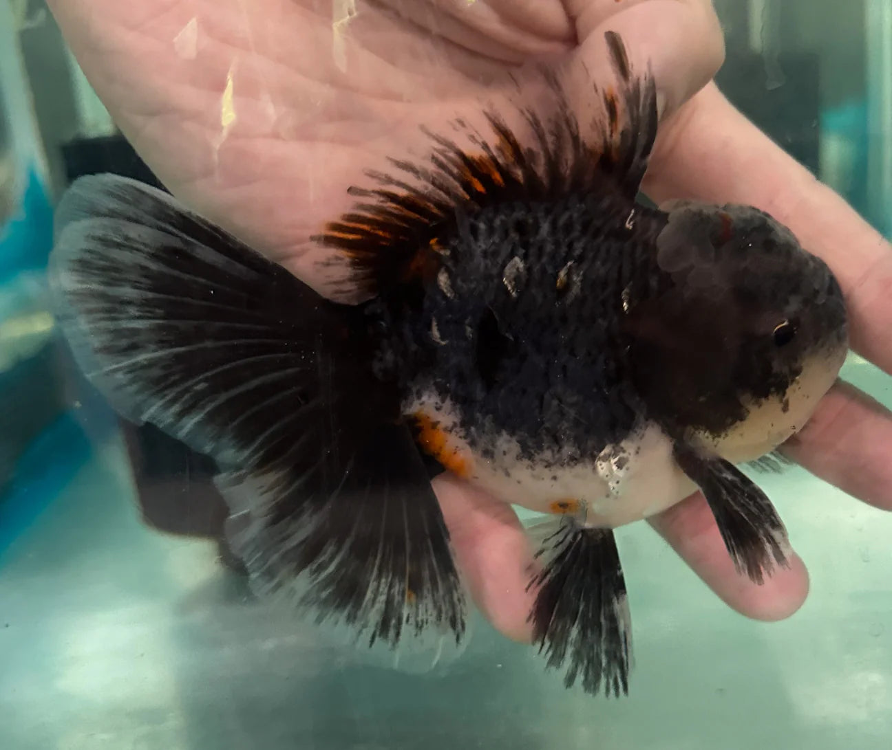 Thai Orchid Oranda Goldfish 8cm