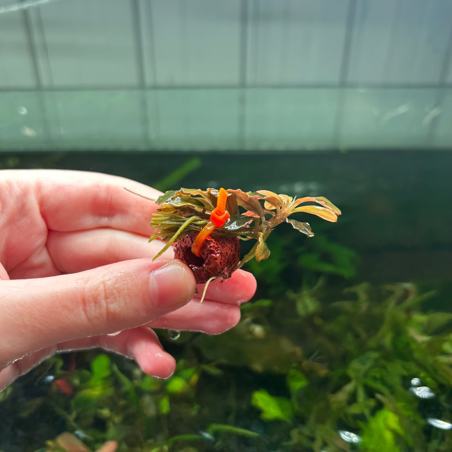 Assorted Submersed Bucephalandra