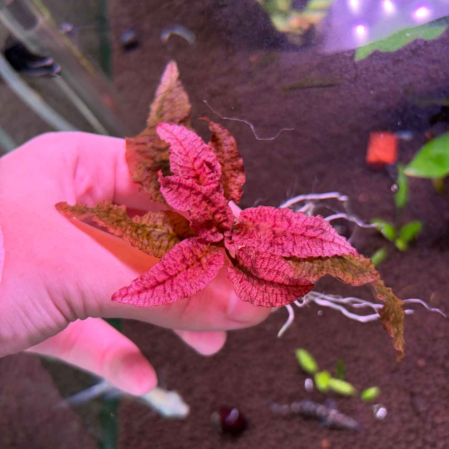 Crypt Wendtii Pink Flamingo