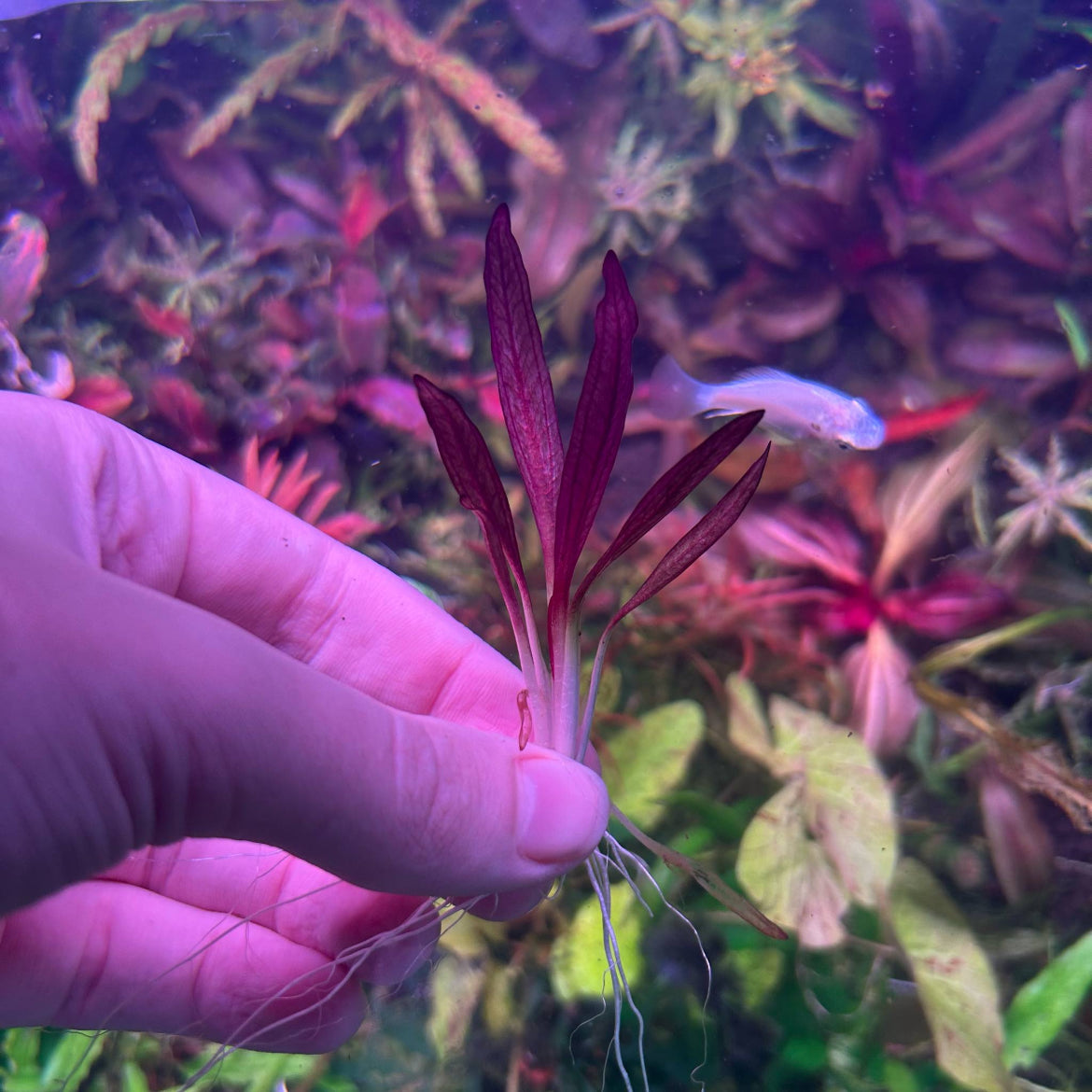 Echinodorus Pink Miracle - RARE