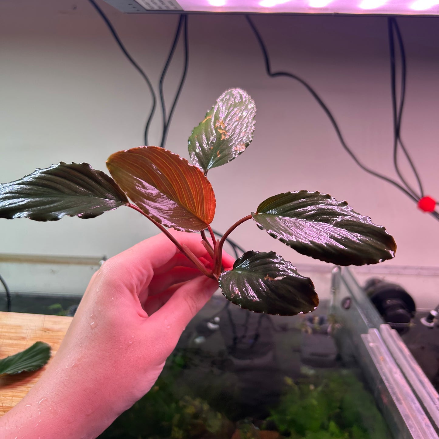 Furtadoa Sumatrensis Red ★