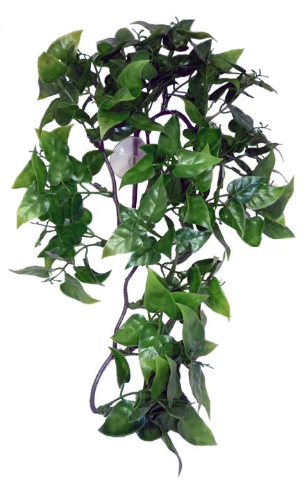 Komodo Philodendron Hanging Plant 30cm