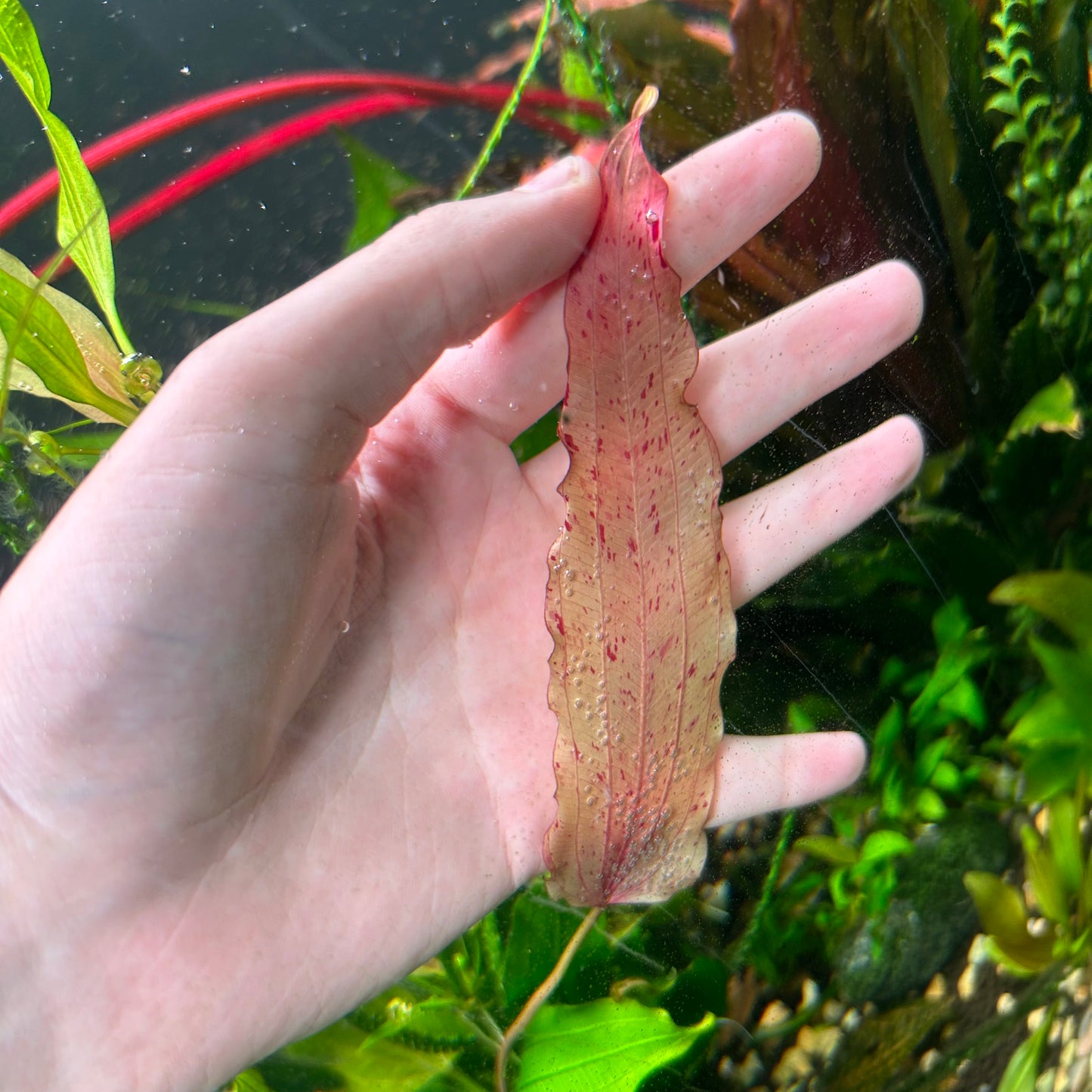 Echinodorus ‘White Flame’ Aquatic Fish Tank Plant