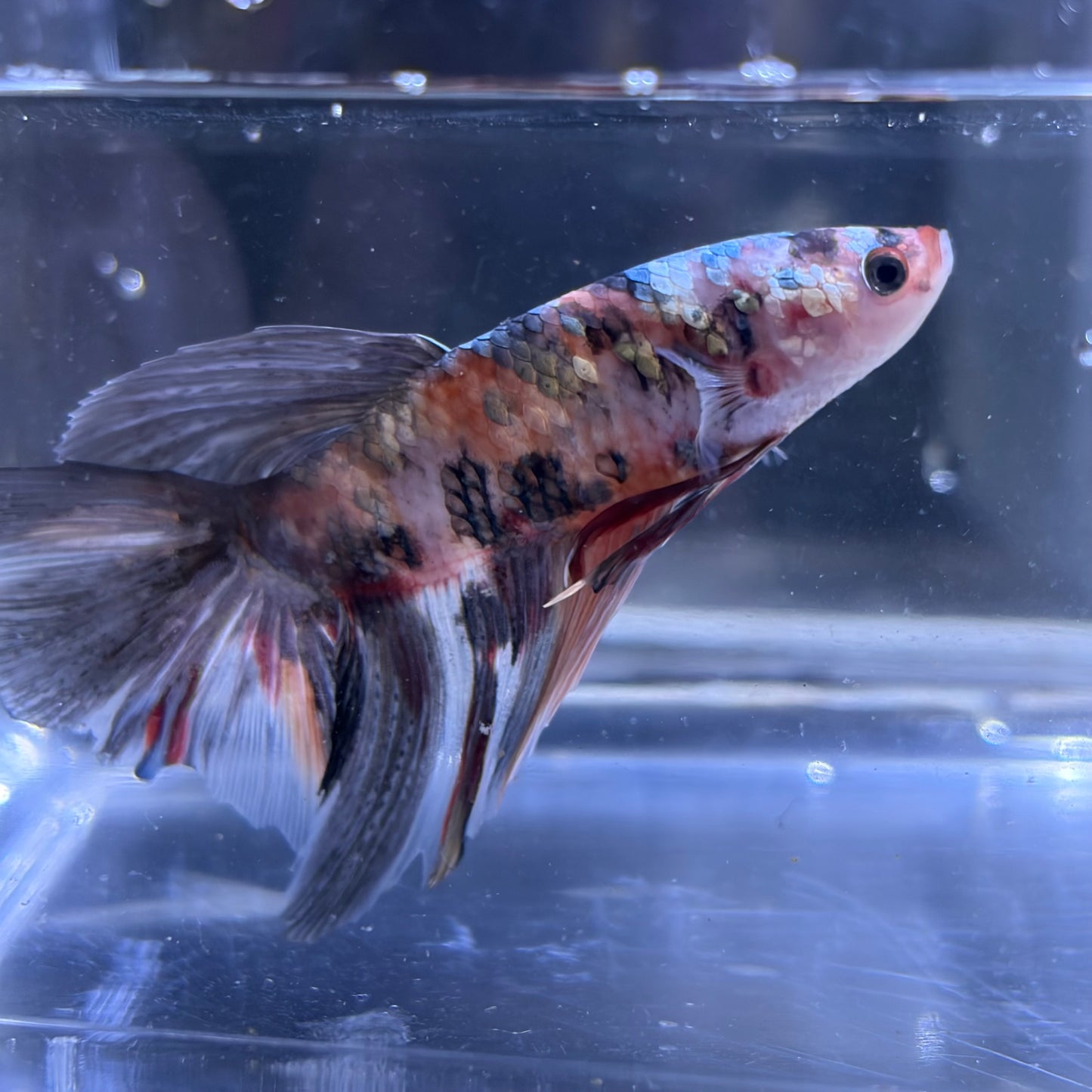Giant Halfmoon Multicolour/Koi Male Betta 5-6cm (A)