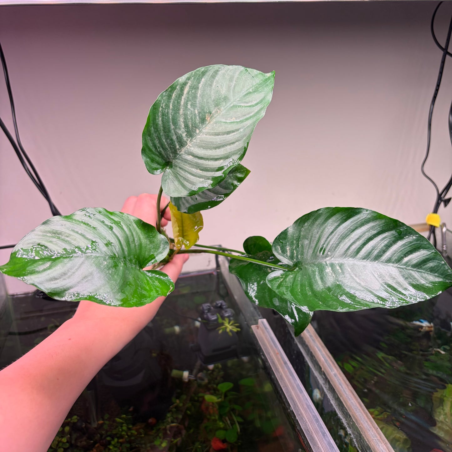 Anubias Pack 2A - 4x Plants