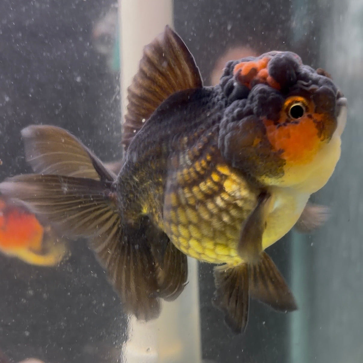 Tri Colour Oranda Tanchu 10cm