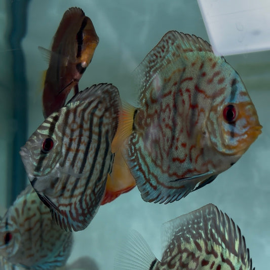 Assorted Discus 5-6cm (Adelaide Only)