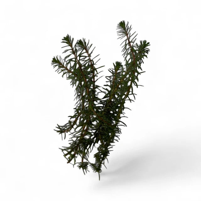 Rotala wallichii